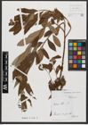 Foto von Salix alba L.